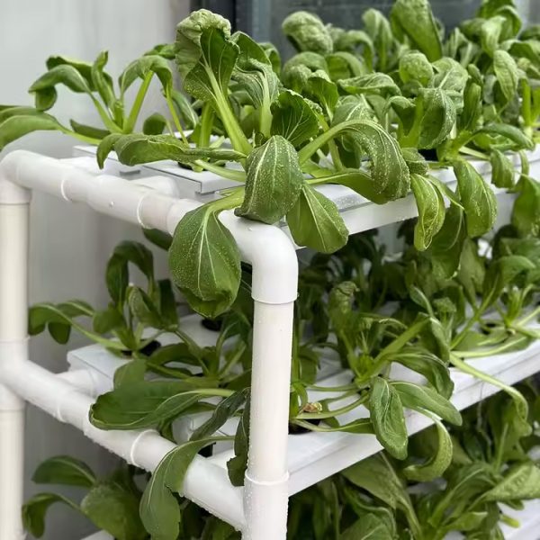 NFT System (JD1001) : 3 Tiers, 63 Plant Holes - Image 3